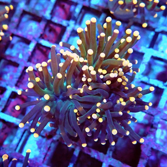 Euphyllia Dark Orange Tips Torch