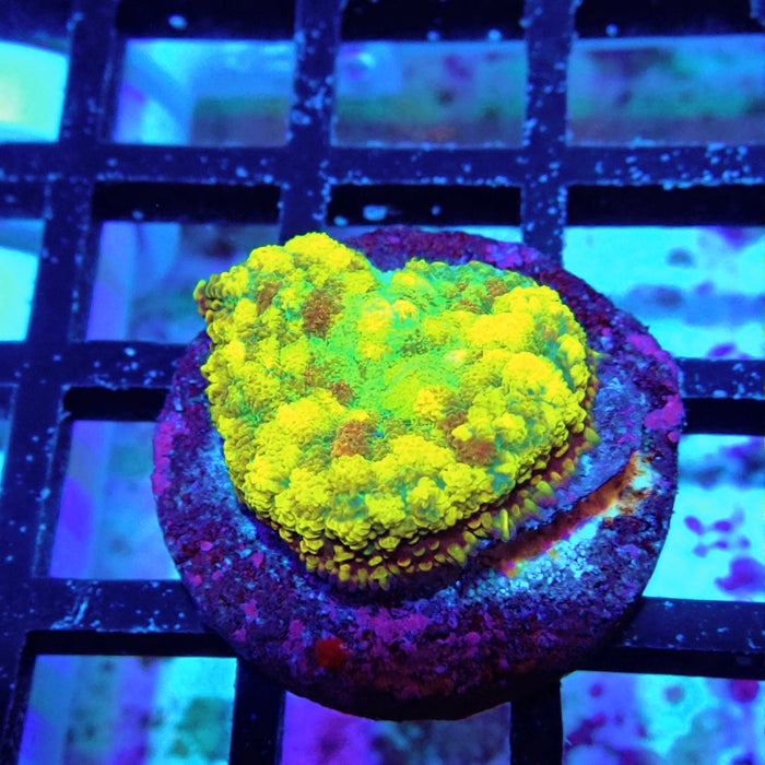 Rainbow Fuzzy Rhodactis
