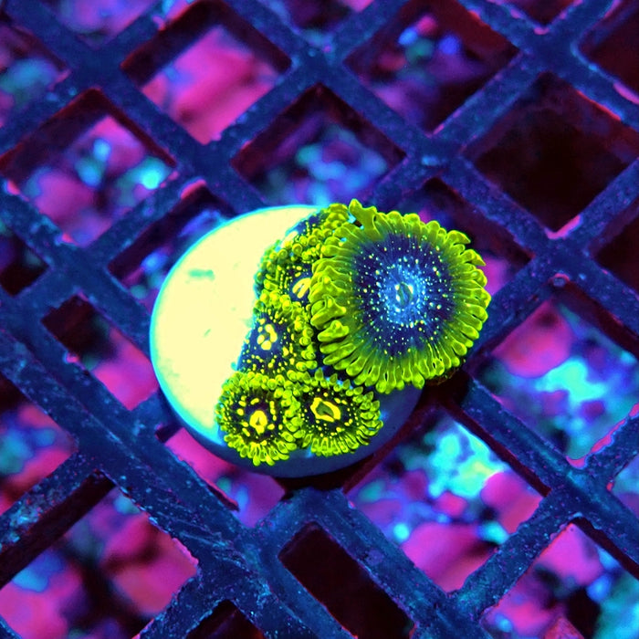 Exosphere Zoas