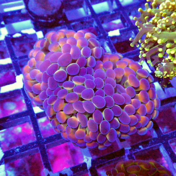 Red Hologram Branch Hammer