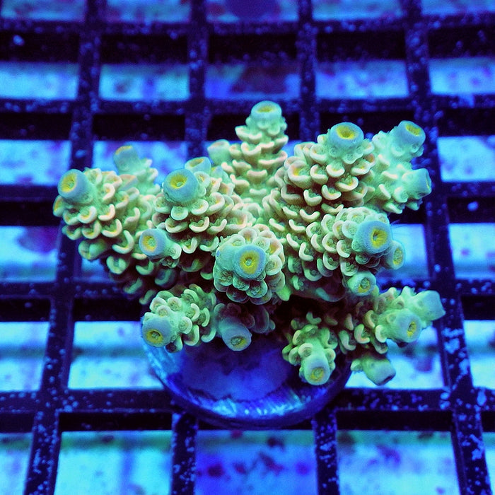 Tenuis Green Orange Scale Blue Tips