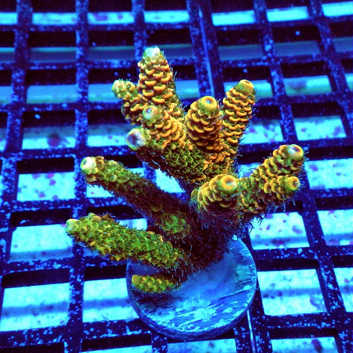 Millepora Orange Green Ultra