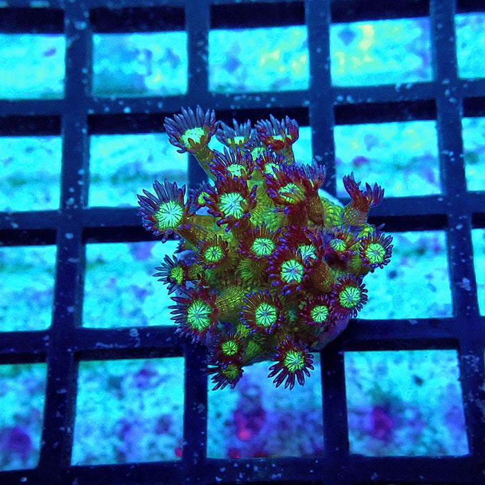 New Ultra Glitter Goniopora