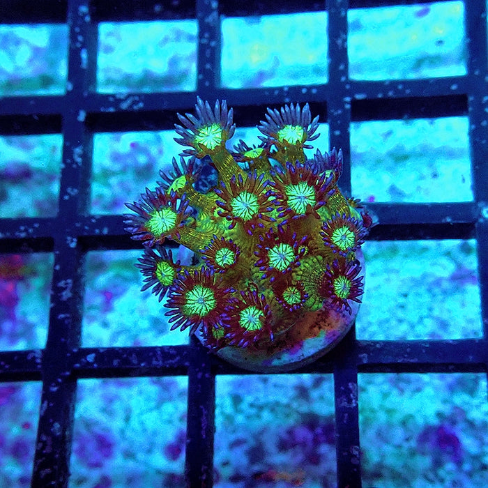 New Ultra Glitter Goniopora