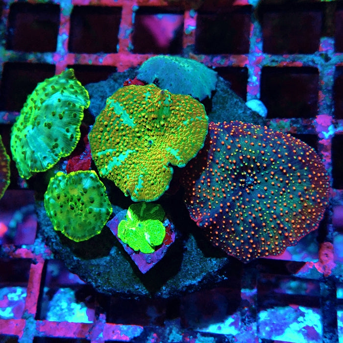 Mixed Rainbow Mushrooms Premium Colony