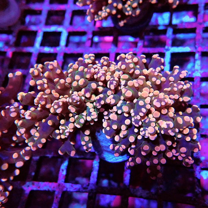 Euphyllia Pink Branch Frogspawn Premium