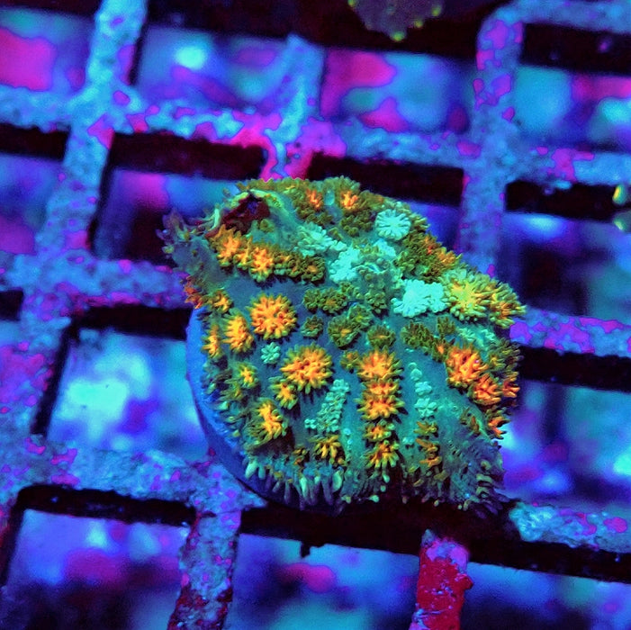 Rodactis Fuzzy Rainbow Ultra
