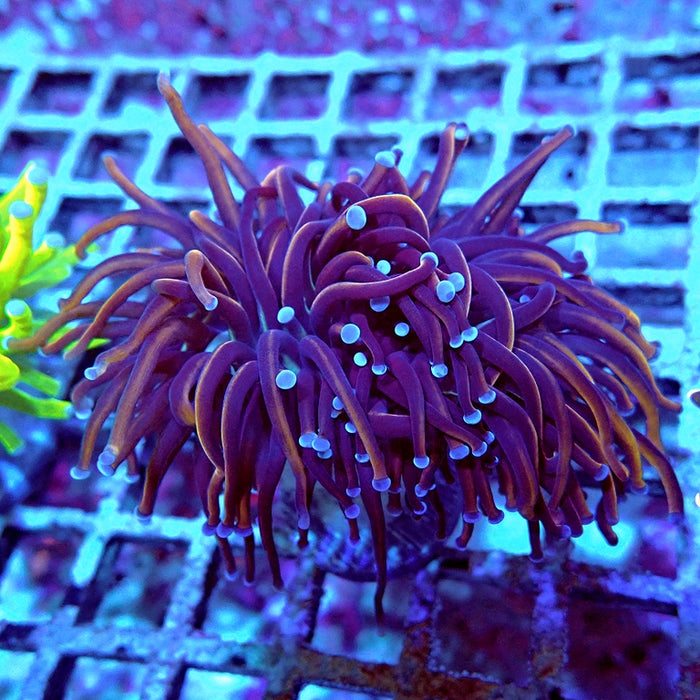 Euphyllia Dark Orange Blue Tips Torch (Not Colored)