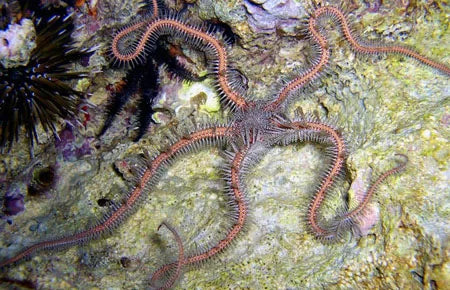 Teardrop Brittle Starfish