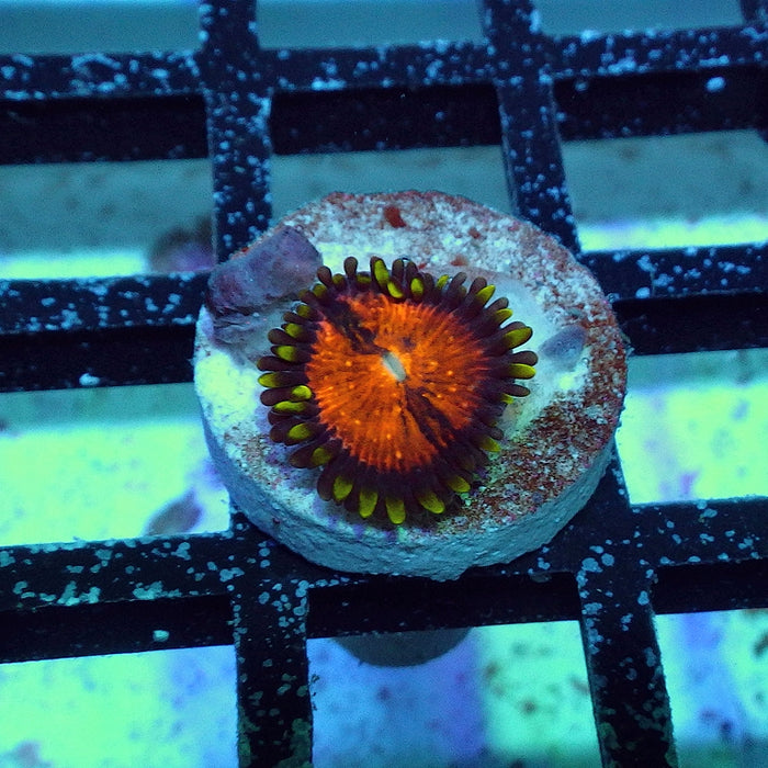 Ultra Zoas Frag