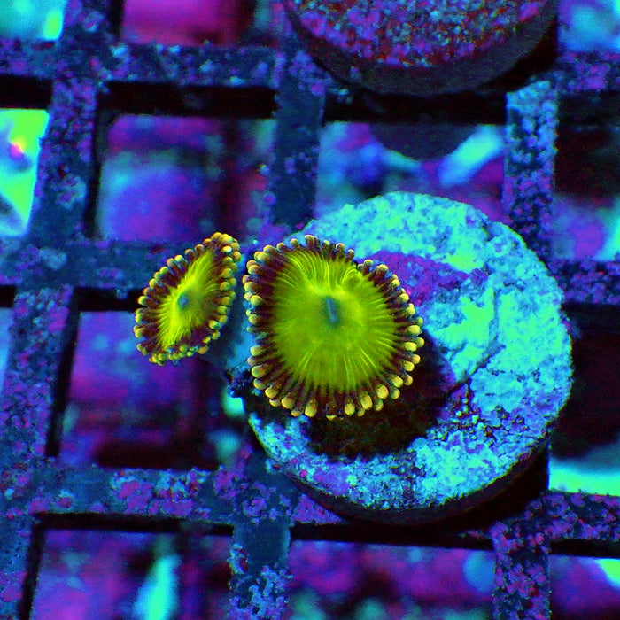 Ultra Zoas Frag 0005