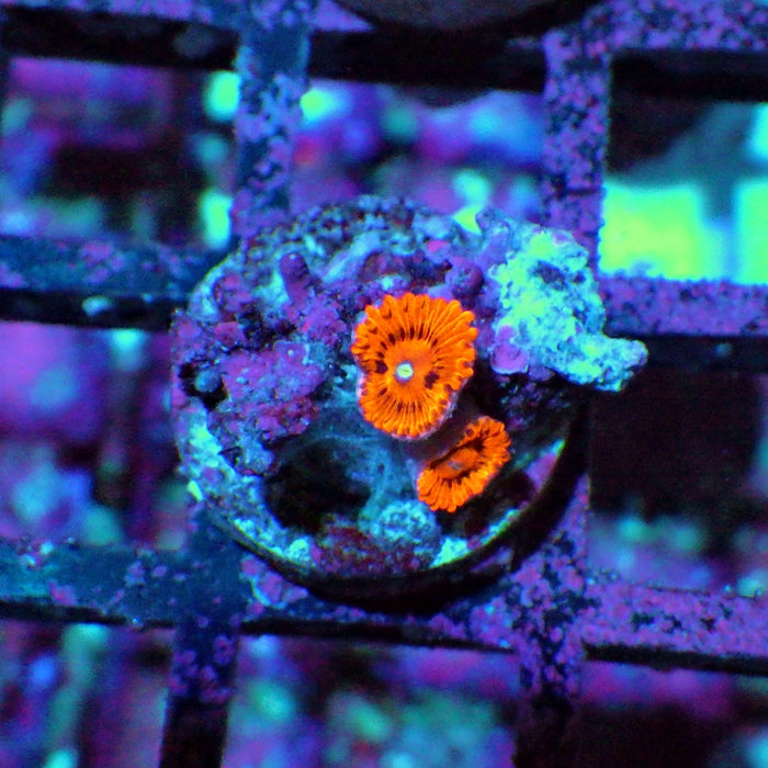 Ultra Zoas Frag 0006