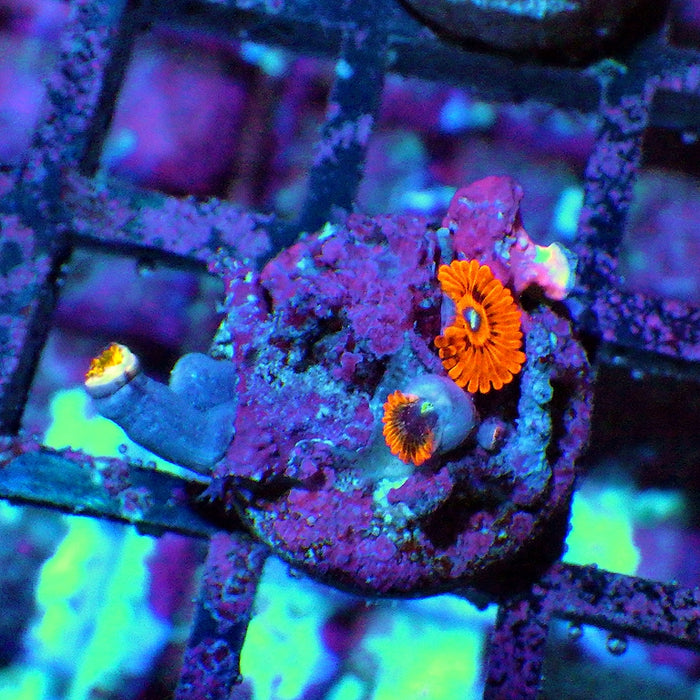 Ultra Zoas Frag 0007