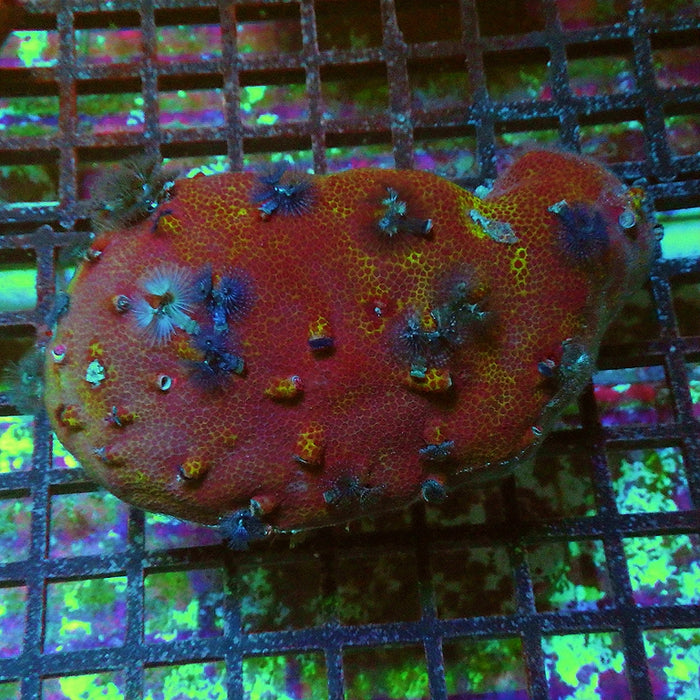 Porites Christmas Worms