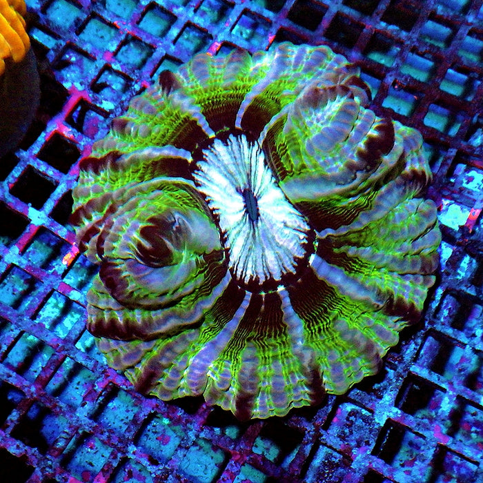 Indophyllia Super Ultra