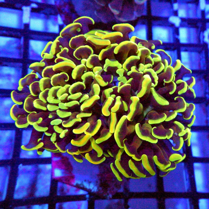 Euphyllia Gold Rainbow Wall Hammer