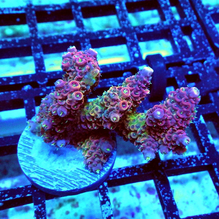 Millepora Pink Purple Green Polyp Premium