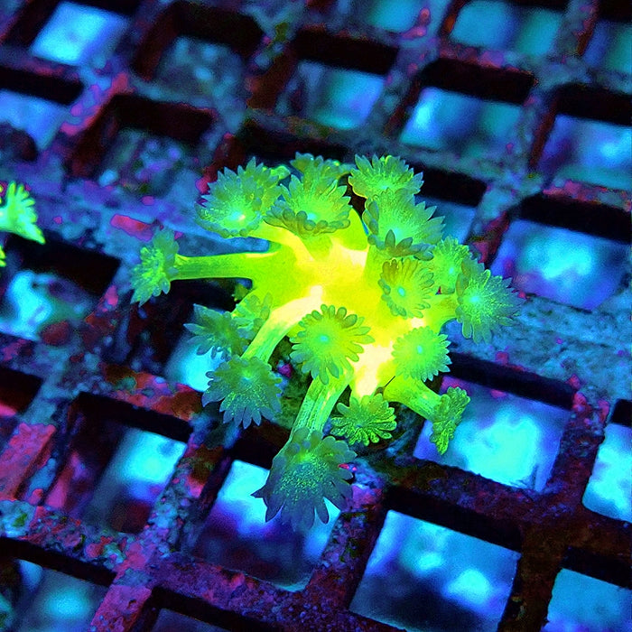 Super Ultra Glitter Goniopora