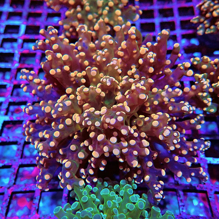 Euphyllia Pink Branch Frogspawn Premium