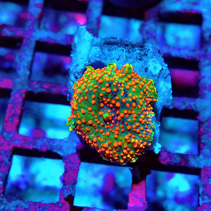 Discosoma Green Red Dot Premium