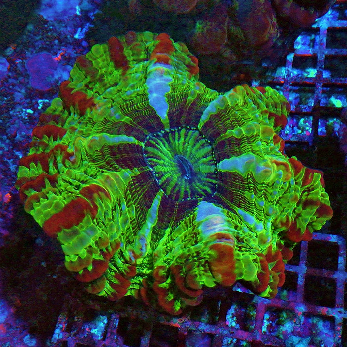 Indophyllia Super Ultra