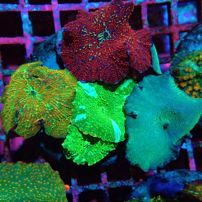 Mixed Rainbow Mushrooms Premium Colony