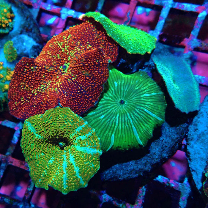 Mixed Rainbow Mushrooms Premium Colony