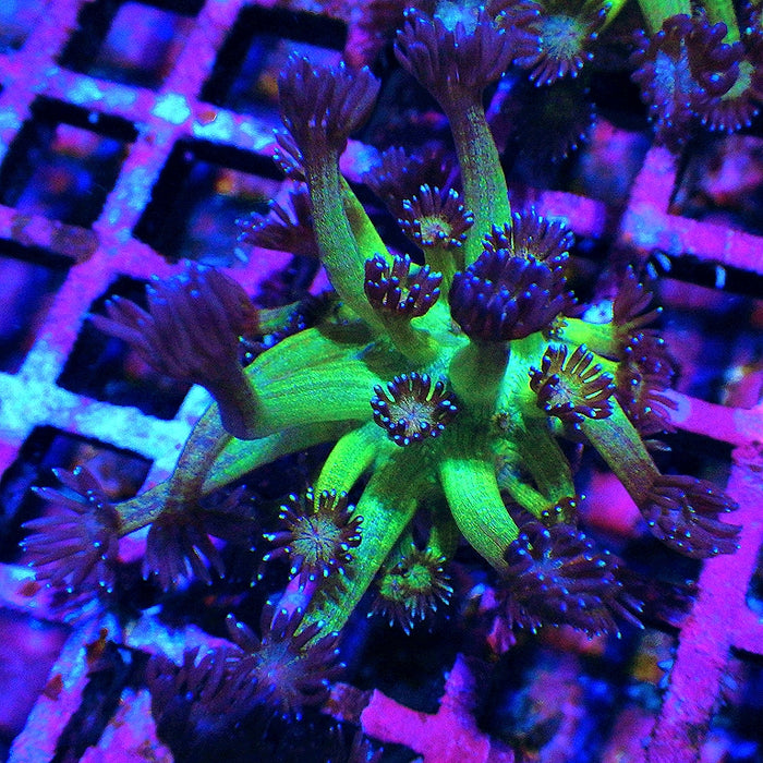 Goniopora Glitter 0021