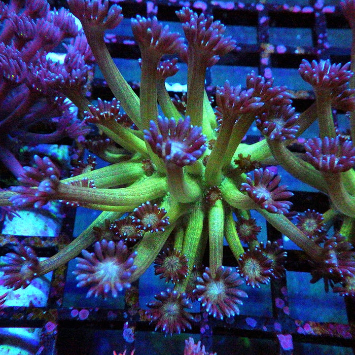 Goniopora Glitter 0022