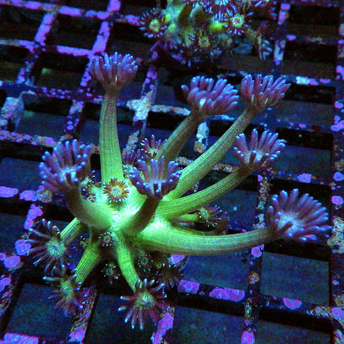 Goniopora Glitter 0025