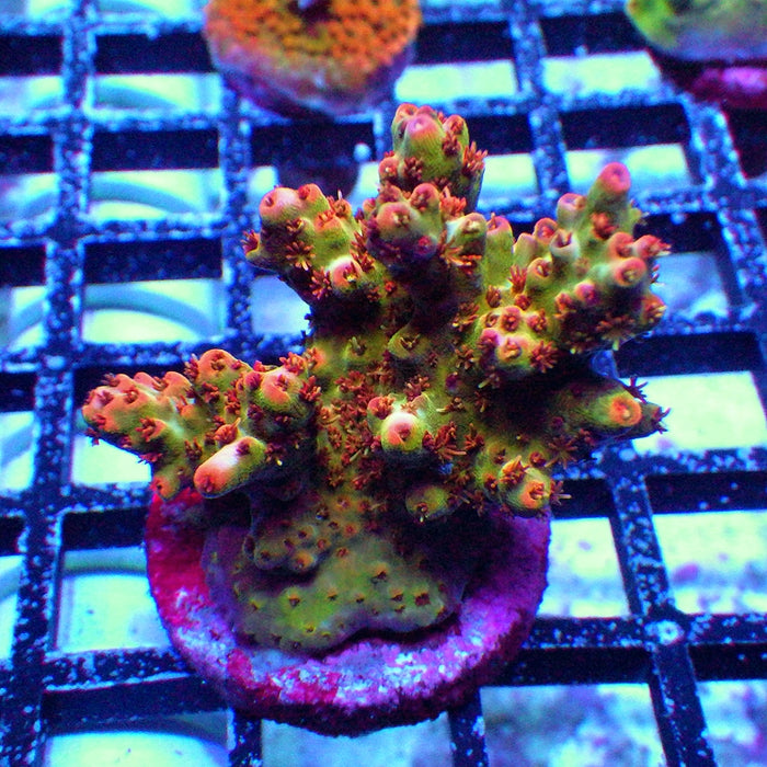 Acro Frag
