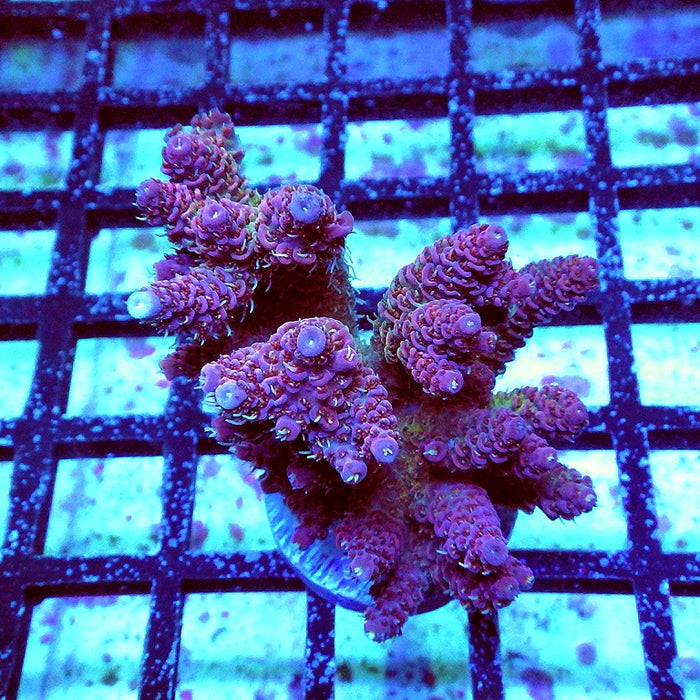 Millepora Purple Tricolor Ultra