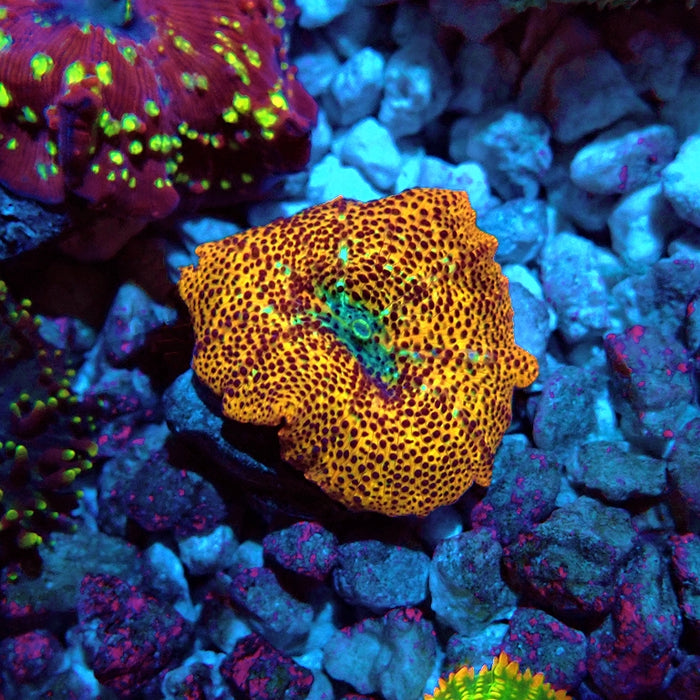 Unique RAR Mushroom