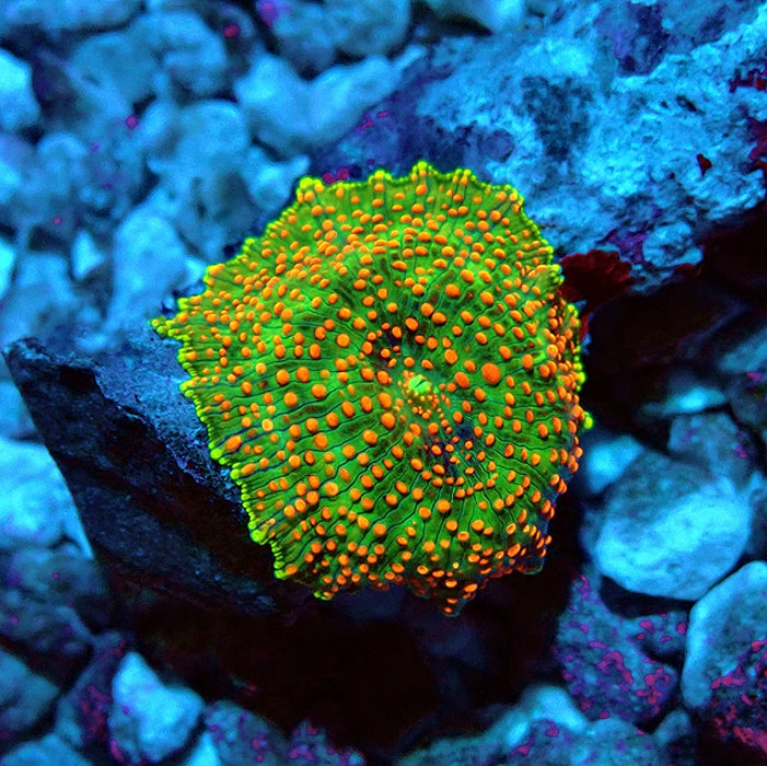 Discosoma Green Red Dot Premium