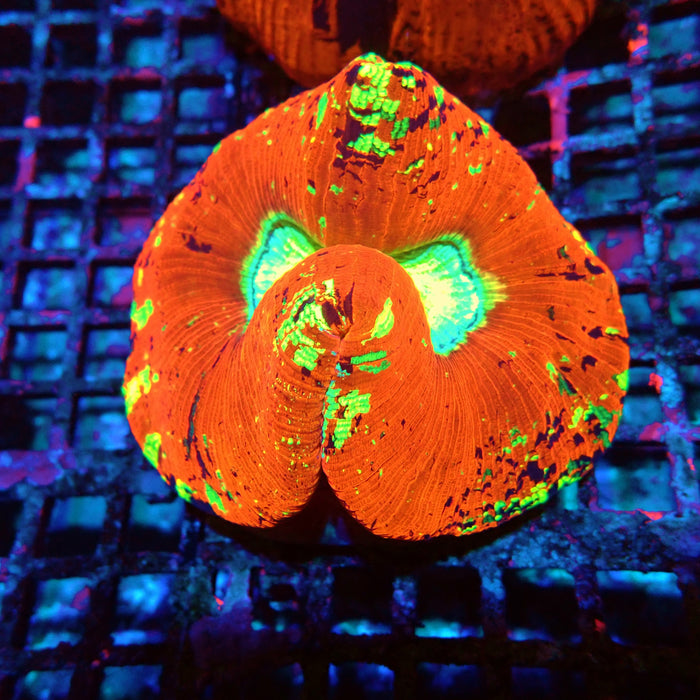 Wellsophyllia Ultra