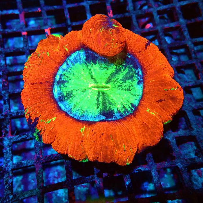 Wellsophyllia Ultra