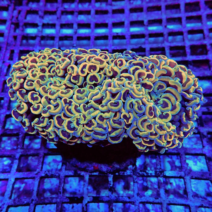 Euphyllia Gold Rainbow Wall Hammer