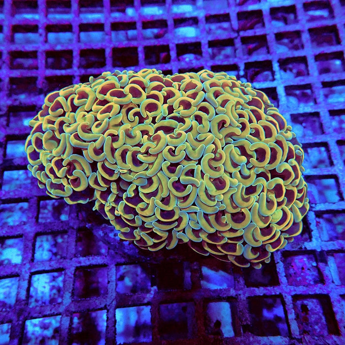 Euphyllia Gold Rainbow Wall Hammer
