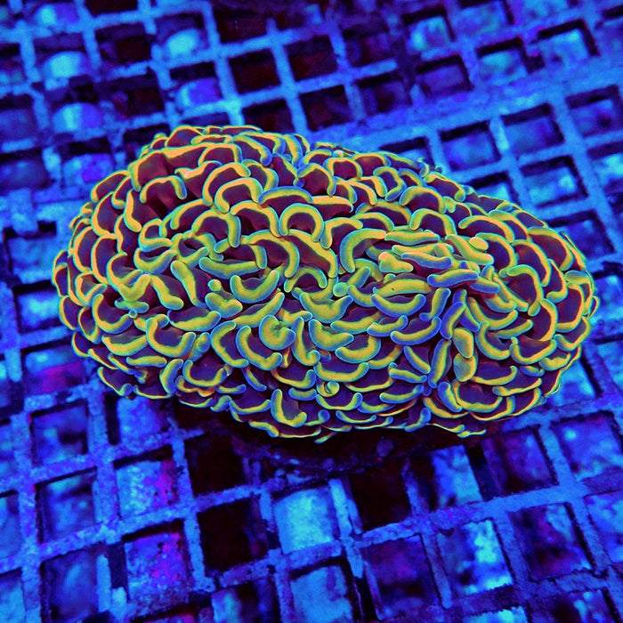 Euphyllia Gold Rainbow Wall Hammer