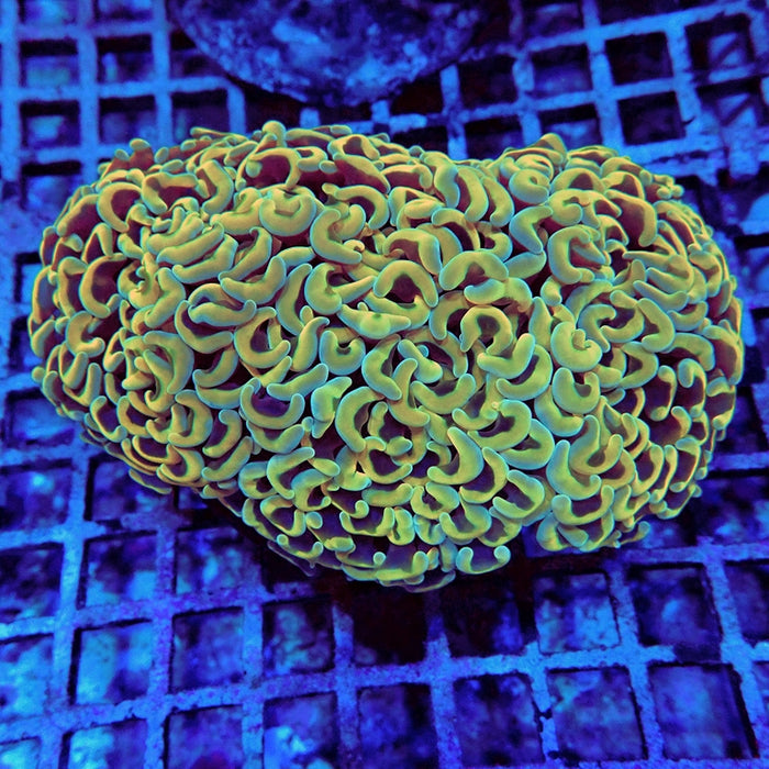 Euphyllia Gold Rainbow Wall Hammer