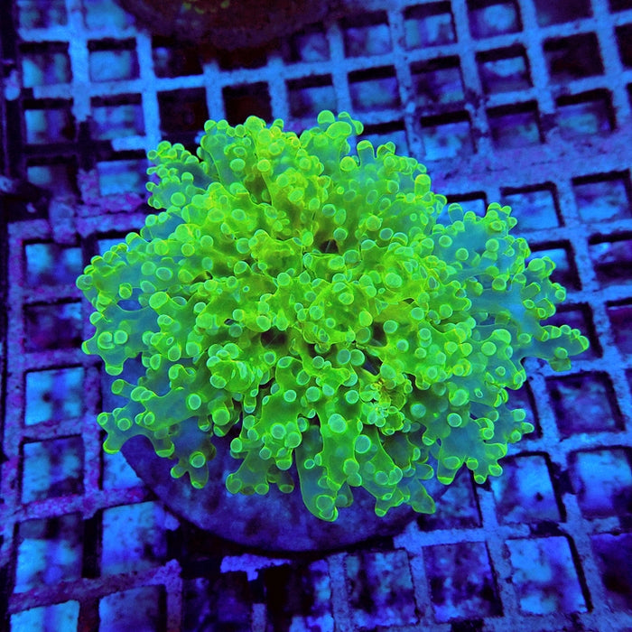 Euphyllia Neon Wall Frogspawn