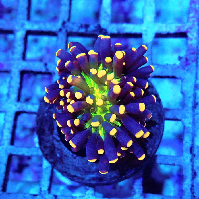 Alien Eye Premium Cristata Torch