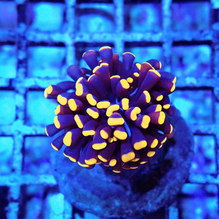 Alien Eye Premium Cristata Torch