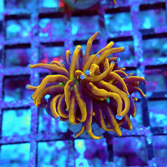 Euphyllia Hell Fire Torch