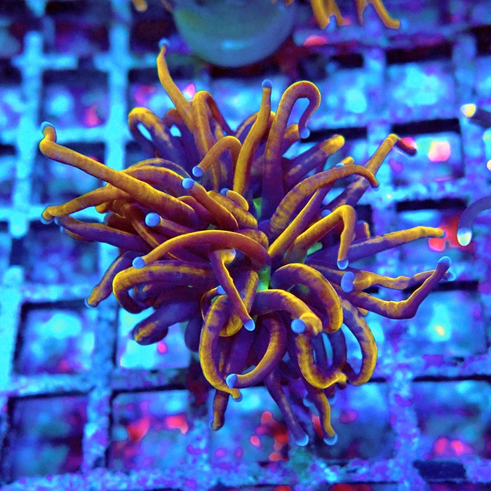 Euphyllia Hell Fire Torch
