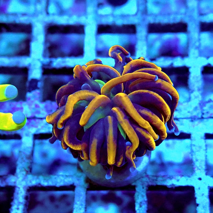 Euphyllia Hell Fire Torch