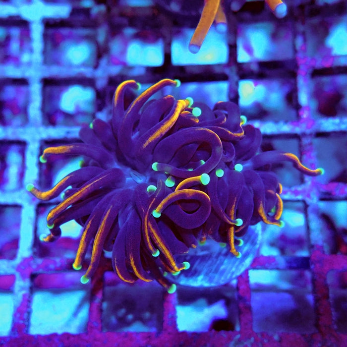 Euphyllia Tiger Torch Black