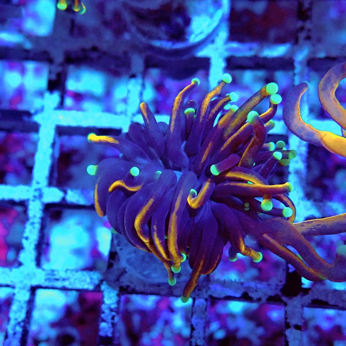 Euphyllia Tiger Torch Black