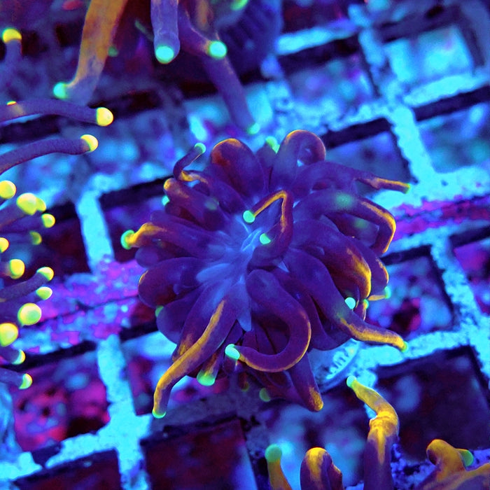 Euphyllia Tiger Torch Black