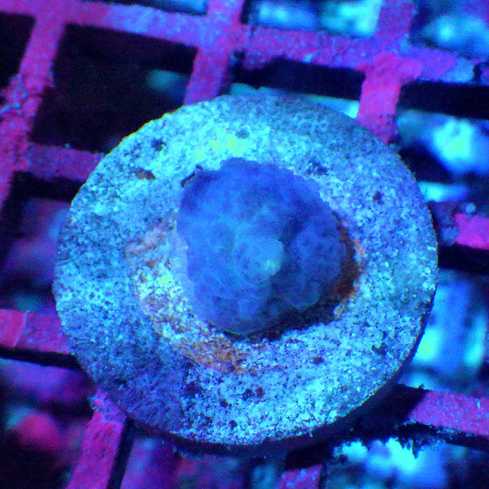 Blue Rhodactis